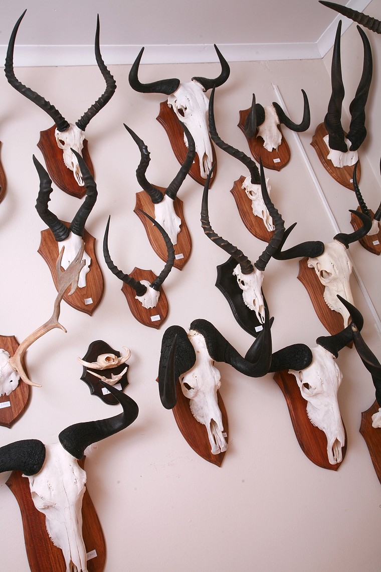 Skull Mount